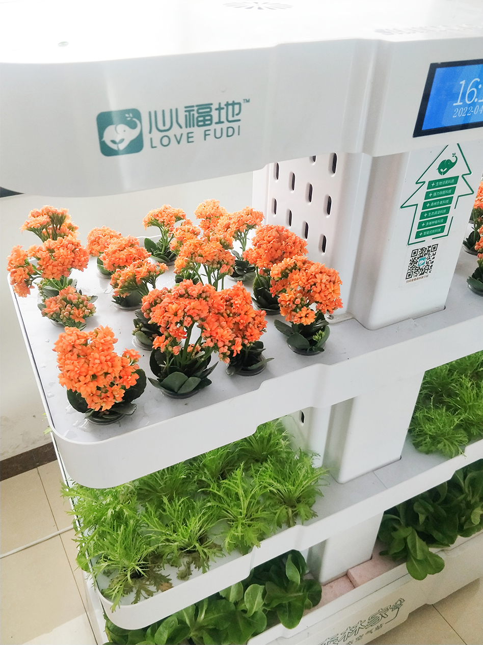 長壽花.jpg